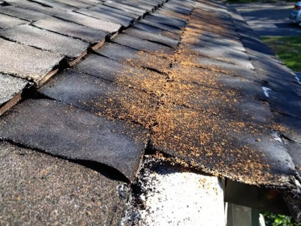 Sun-baked shingles curled and crumbling across a whole roof slope