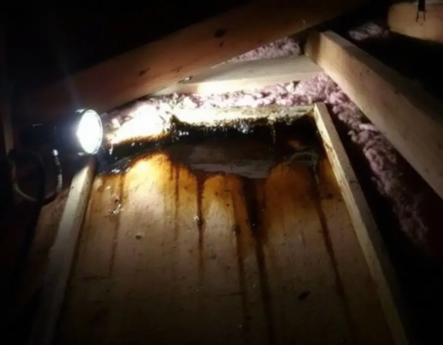 Flashlight on wet, stained roof decking dripping into attic insulation